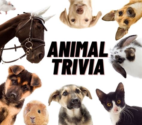 100 Pics Quiz Animals