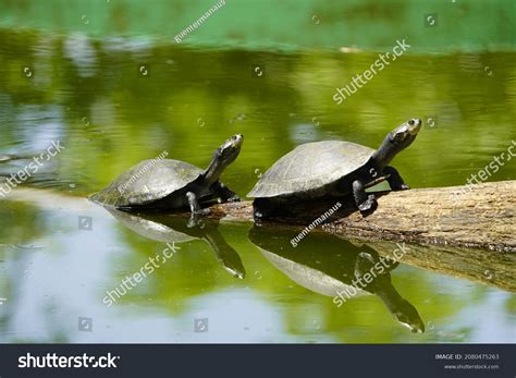 51 Sideneck Turtle Images, Stock Photos & Vectors | Shutterstock