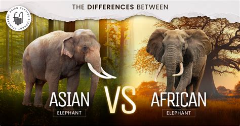 Asian Elephant Vs African Elephant: Complete Guide