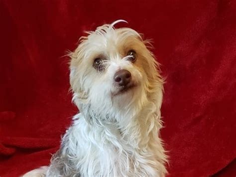 Adopt these 7 super cute pets on Staten Island this weekend: May 11-12 ...