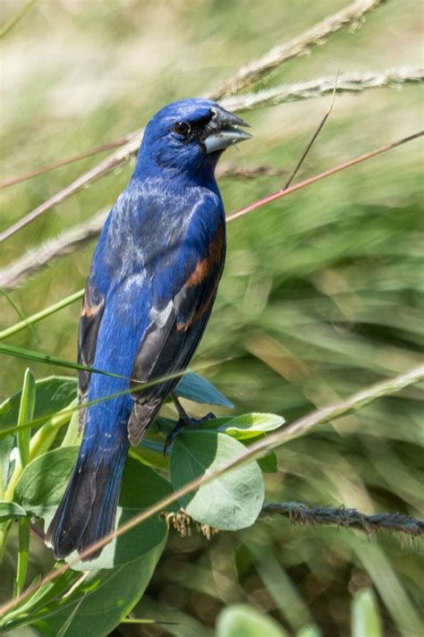 Birds Painting On Rocks 的图像结果