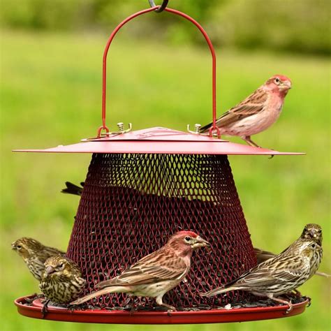 5 Best Cardinal Bird Feeders Worth the Money (2022) | World Birds