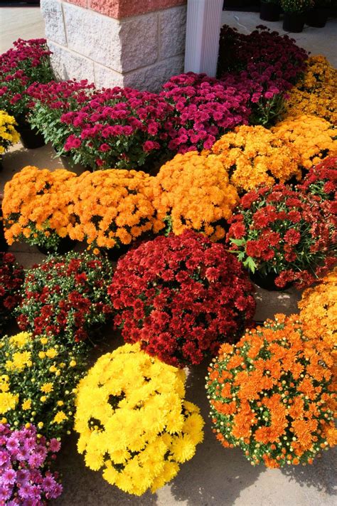 Chrysanthemum Plant Information