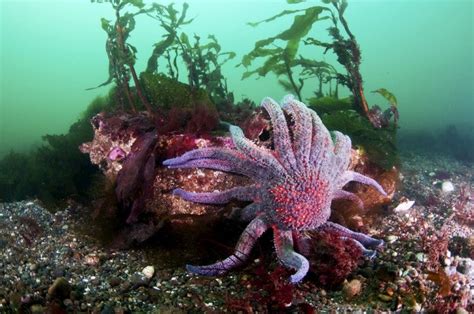 Image result for Tidal Pool Creatures