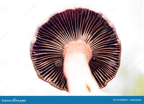 Mushroom Gills stock image. Image of fruiting, mushrooms - 151350931