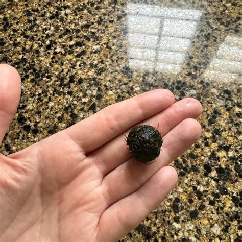 Image result for Java Moss Ball