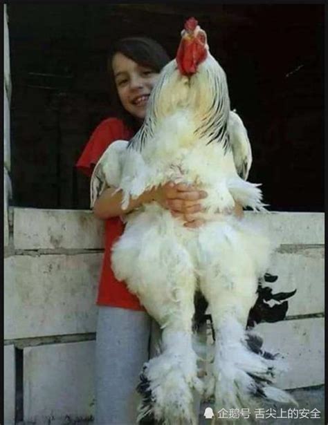 【惊呆】世界上最大的鸡之一：婆罗门鸡，真乃鸡中“古巨鸡”_哔哩哔哩_bilibili