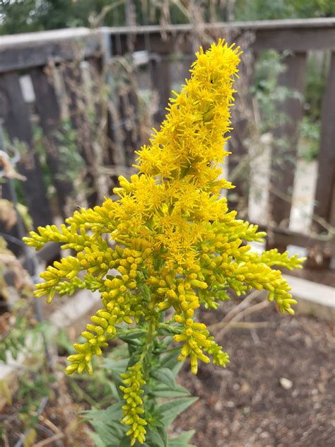 Goldenrod Plant