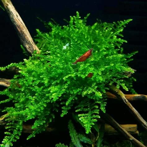 CHISTMAS MOSS – LM Pet Shop