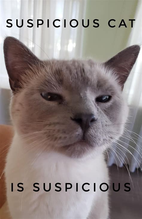 Suspicious Cat Meme