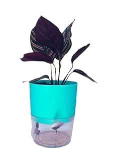 Sugram Plants Calathea Ornata Pinstripe Natural Live Air Purifying ...