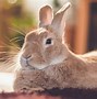 Image result for cute bunny names