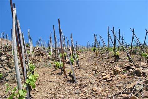 Dry Farming Definition Geography: A Sustainable Agriculture Technique