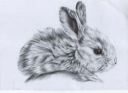 Image result for Cute Bunny Clip Art Black and White