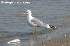 gabbiano reale gabbiano reale biologia marina mediterraneo gabbiano reale gabbiano reale biologia marina mediterraneo