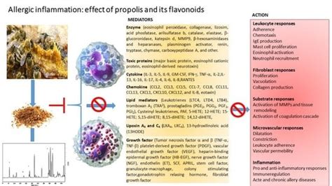 Allergic Inflammation: Effect of Propolis and Its Flavonoids