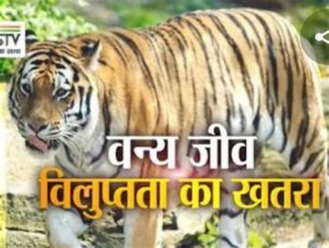 वन्यजीवों के अंगो का कारोबार तस्करी सिखा रहा यूट्यूब | Vanya jivo ke ...