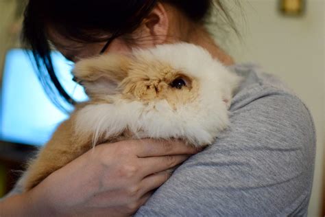 Rabbit Disease Guide: Symptoms, Treatment +… | FirstVet