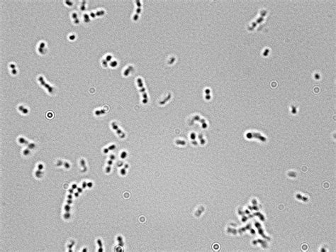 Microscopy for the Winery | Viticulture and Enology
