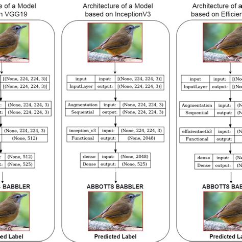 Bird Species Classification Using MATLAB 的图像结果