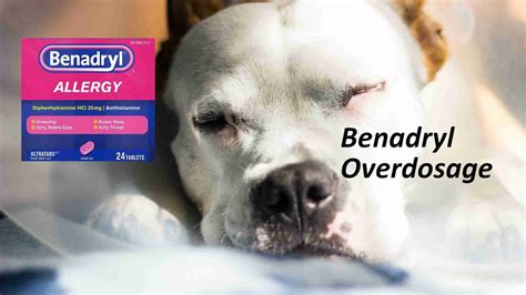 Dog Benadryl Constipation at Jai Reading blog
