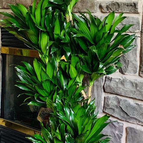 Janet Craig Compacta Dracaena
