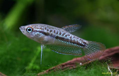 Гурами карликовый искрящийся (Sparkling gourami trichopsis pumilus ...