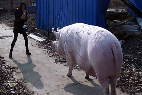 Giant 750kg Hog Crowned 