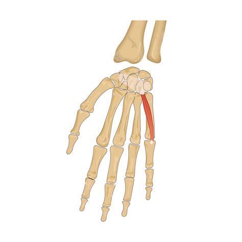 m. flexor digiti minimi brevis – präpApp – Early Access