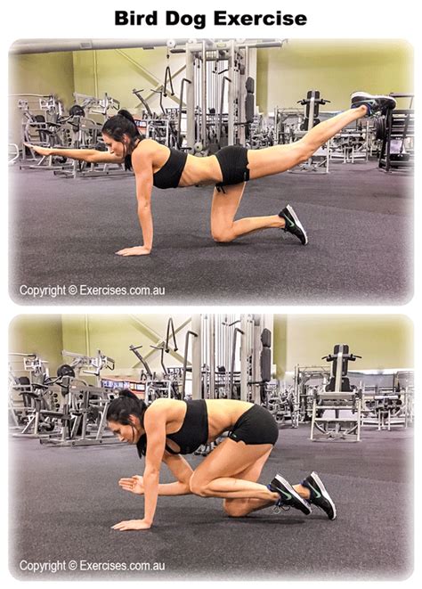 Bird Dog Exercise Move 的图像结果