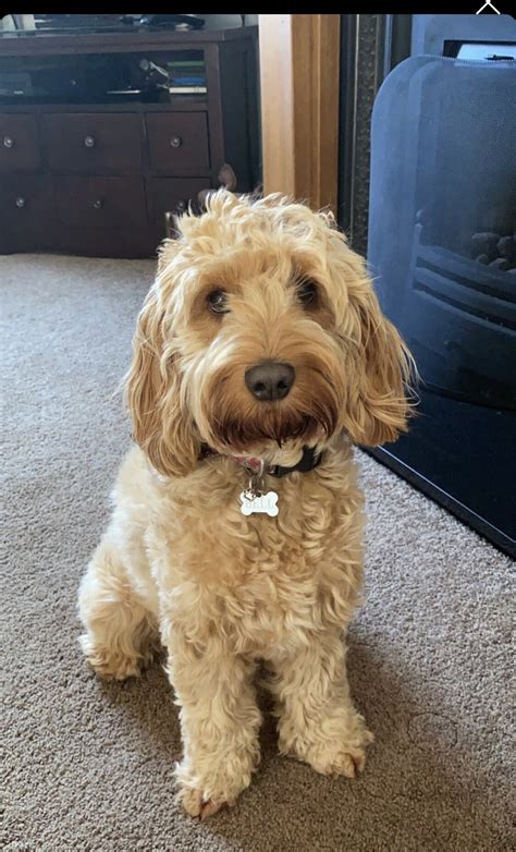 Cockapoo Dogs Adult Sizes 的图像结果