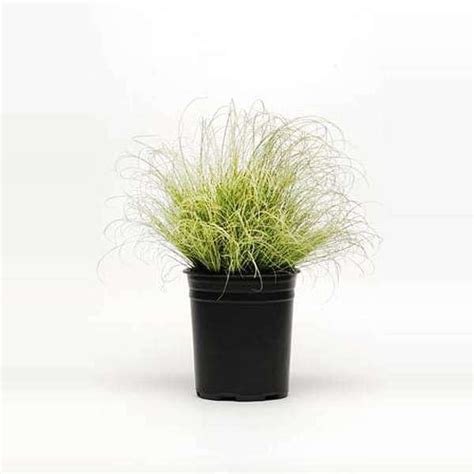 Mphmi Seedless Plant Low Maintenance Plants Amazon Mist Carex Grass ...