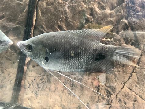 Giant Red Tail Gourami (Osphronemus laticlavius) - Predatory Fins