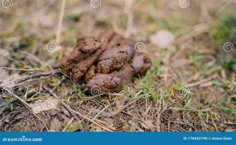 Dark Dog Poo on the Street with. Dog Droppings. Animal Poop Stock Photo ...