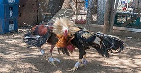 Cockfighting to remain banned in Andhra and Telangana, rules Hyderabad ...