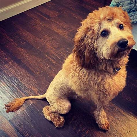 Goldendoodle Lion Cut: 16 Examples of This Unique Haircut for Dogs!