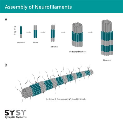 Neurofilament Light Chain Vs Heavy Chain at Alica Tjalkabota blog