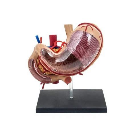 Human body Anatomy models wholesaler in Mumbai - Deluxe 4D Human ...