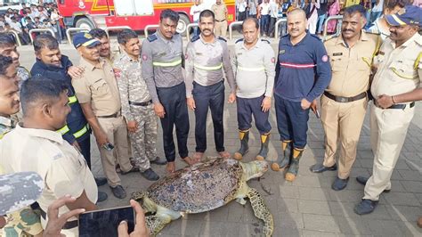 Mumbai News: Stranded Near Sea, 130-Year-Old Turtle Dies
