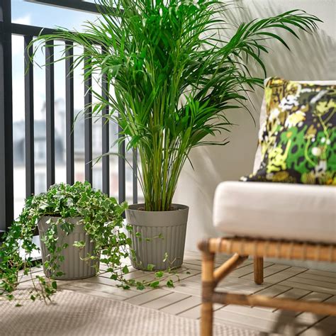 FRÄKENVÄXT plant pot, in/outdoor/dark grey-beige, 24 cm (9 ½") - IKEA
