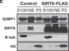 Anti-β-Tubulin Antibody, clone AA2 clone AA2, Upstate®, from mouse ...