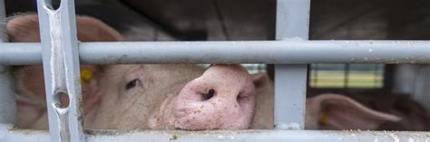 Heavily Pregnant Cattle and Stillborn Calves - FOUR PAWS International ...