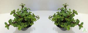 THE PLANT DOCTOR Jade Plant Price in India - Buy THE PLANT DOCTOR Jade ...