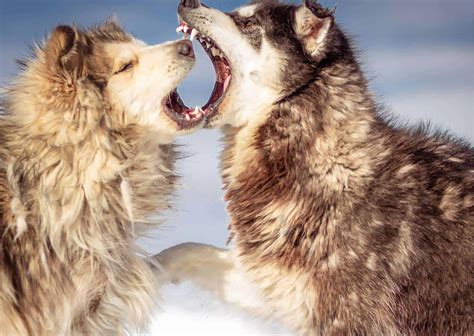 Types of Breeding in Animals - AnimalBehaviorCorner