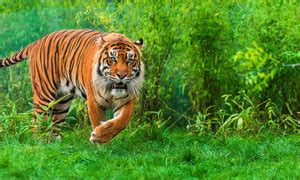 Online Collection 30.48 cm Tiger Sticker Poster, Animals stickers, (18 ...