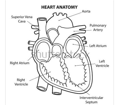 draw the diagram of human heart and label the parts which:(i) receives ...