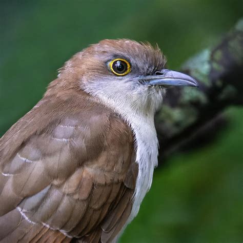 Solve Black-billed Cuckoo jigsaw puzzle online with 121 pieces