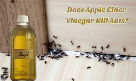 Does Apple Cider Vinegar Kill Ants? - The Coconut Mama