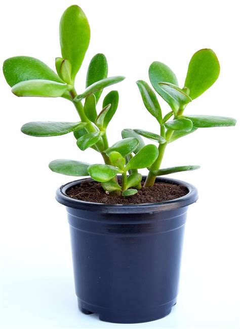 India Gardening Original Kuberakshi (Crassula Ovata) Vastu Plant | Jade ...
