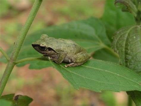 Untitled Document [wgbis.ces.iisc.ac.in]